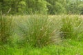 Juncus effusus Soft rush is used for Tatami mat materials in Japan. Royalty Free Stock Photo
