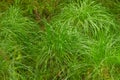 Juncus effusus Soft rush is used for Tatami mat materials in Japan. Royalty Free Stock Photo