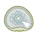 Juncus Stem Cross-Section Under the Microscope Royalty Free Stock Photo