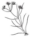 Juncus vintage illustration