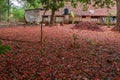 Flame Tree Gulmohar; Delonix regia Petals spread all over backyard of Old bungalow in belgaum at karnataka Royalty Free Stock Photo
