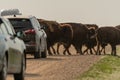 Bison Traffic Jam Along Dirt Road Royalty Free Stock Photo