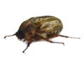 June beetle Royalty Free Stock Photo
