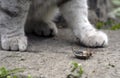 June beetle flipped over and cat paws Royalty Free Stock Photo