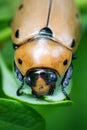 June Beetle