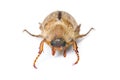 June beetle isolated on white Royalty Free Stock Photo