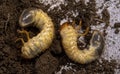 June beetle larvae on the surface of a steel shovel, cropped image, closeup, top view Royalty Free Stock Photo