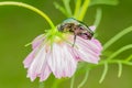 June Beetle