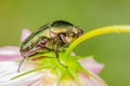 June Beetle