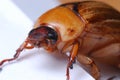 June Beetle European Chafer Royalty Free Stock Photo