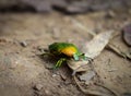 june bettle or green bug Royalty Free Stock Photo