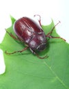 June bug Royalty Free Stock Photo