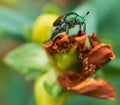 A June Bug clings to a flower