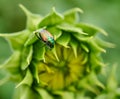 A June Bug clings to the inner leaf of a sunflower.