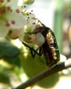 The June Bug eats the blooming chokeberry flower in spring