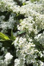 June bug in flowers Royalty Free Stock Photo