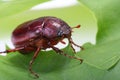 June bug on green leaf