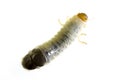 June Bug larvae Royalty Free Stock Photo