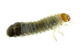 June Bug larvae Royalty Free Stock Photo