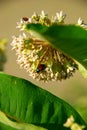 June bug on milkweed Royalty Free Stock Photo