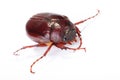 June bug on white Royalty Free Stock Photo