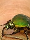 June bugs face upclose Royalty Free Stock Photo