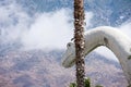 CABAZON, CALIFORNIA: A brontosaurus statue looks into the sky and mountains