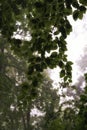 June dawn, foggy morning in the forest, beech branch