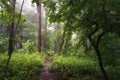 June dawn, foggy morning in the forest, path among trees