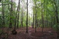 June dawn, foggy morning in the forest, path among trees