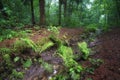 June dawn, a foggy morning in the forest, a stream among trees