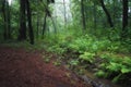 June dawn, a foggy morning in the forest, a stream among trees