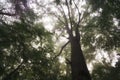 June dawn, foggy morning in the forest, view up on oak