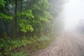 June dawn, misty morning, landscape with road and trees