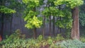 June dawn, misty morning, landscape with trees