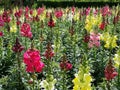 June Flowers in Rochester, England