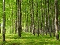 June Forest Royalty Free Stock Photo