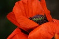 June in the garden, shy poppy in full bloom, close-up Royalty Free Stock Photo