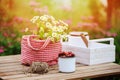 June or july garden scene with fresh picked organic wild strawberry and chamomile flowers on wooden table outdoor Royalty Free Stock Photo