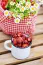 June or july garden scene with fresh picked organic wild strawberry