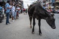 Bull standing on demonstration against corruption and the ineffective fight against coronavirus in Nepal