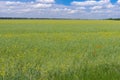 June landscape with agricultural field with flowering