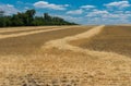 June landscape with ripe wheat fields near Dnipro city in