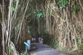 June 26 2023, Majestic and sprawling Banyan tree with impressive aerial roots Royalty Free Stock Photo