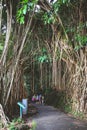 June 26 2023, Majestic and sprawling Banyan tree with impressive aerial roots Royalty Free Stock Photo