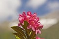 Alpine roses bloom in the mountains Royalty Free Stock Photo