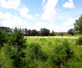 Summer landscape, a field with bright flowers