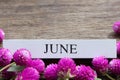 June text on white wood block and globe amaranth flowers on old wooden background. Royalty Free Stock Photo