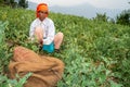 June 28th, 2023, Nagthat, Uttarakhand, India. Uttarakhand, India. Indigenous garhwali woman picking peas during harvesting season