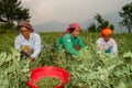 June 28th, 2023, Nagthat, Uttarakhand, India. Uttarakhand, India. Indigenous garhwali women picking peas during harvesting season